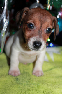 Photo №2 to announcement № 4470 for the sale of jack russell terrier - buy in Russian Federation 