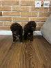 Photo №2 to announcement № 94137 for the sale of lagotto romagnolo - buy in Serbia breeder