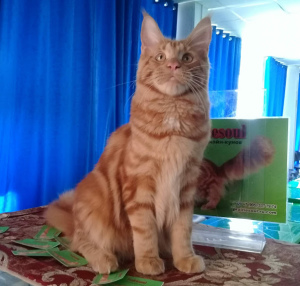 Photo №2 to announcement № 2131 for the sale of maine coon - buy in Russian Federation breeder