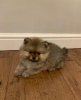 Photo №1. pomeranian - for sale in the city of Dubai | negotiated | Announcement № 36775