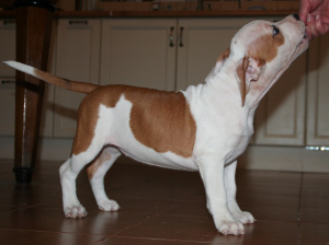 Photo №2 to announcement № 4279 for the sale of american staffordshire terrier - buy in Russian Federation from nursery