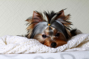 Photo №4. I will sell yorkshire terrier in the city of Kirov. breeder - price - negotiated