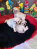 Photo №4. I will sell non-pedigree dogs in the city of Bamberg. private announcement - price - Is free