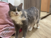 Additional photos: Tricolor cat Luna is looking for a family!