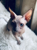 Photo №1. sphynx cat - for sale in the city of Abu Dhabi | 500$ | Announcement № 10893