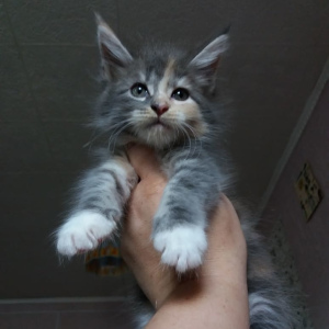Photo №4. I will sell maine coon in the city of Blagoveshchensk. from nursery - price - negotiated