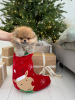 Photo №4. I will sell pomeranian in the city of Гамбург. private announcement - price - 740$