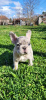 Photo №3. French Bulldog Merle Puppies. Serbia