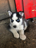 Photo №3. Home Trained Siberian Husky puppies for sale now in Germany. Germany