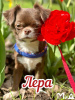 Photo №1. chihuahua - for sale in the city of Munich | 317$ | Announcement № 105210