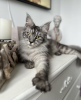 Photo №4. I will sell maine coon in the city of Munich. breeder - price - 500$