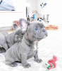 Photo №2 to announcement № 99800 for the sale of french bulldog - buy in Netherlands breeder