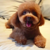 Photo №1. poodle (toy) - for sale in the city of Gotland | Is free | Announcement № 119447