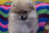 Photo №2 to announcement № 43856 for the sale of pomeranian - buy in Russian Federation breeder