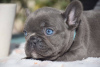 Additional photos: Selling French bulldog dogs