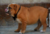 Photo №4. I will sell english bulldog in the city of Belgrade. breeder - price - negotiated