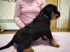 Photo №2 to announcement № 10251 for the sale of rottweiler - buy in Ukraine private announcement