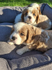 Photo №2 to announcement № 176035 for the sale of american cocker spaniel, english cocker spaniel, english springer spaniel, welsh springer spaniel, irish water spaniel, spanish water dog, spanisch mastiff, cavalier king charles spaniel, cavalier king charles spaniel, clumber spaniel, russian spaniel, tibetan spaniel - buy in Finland 