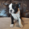 Photo №3. Boston Terrier puppies for sale. Russian Federation