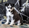 Additional photos: Black and White Siberian Husky for sale Sell