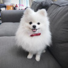 Photo №1. pomeranian - for sale in the city of Magadan | Is free | Announcement № 10859