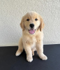 Photo №1. golden retriever - for sale in the city of Tartu | negotiated | Announcement № 126506