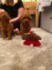 Photo №1. poodle (toy) - for sale in the city of Paris | negotiated | Announcement № 76027