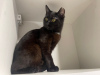 Additional photos: A wonderful young cat Agatha is looking for a home and a loving family!