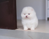 Photo №3. KC Reg Pomeranian Puppies for Sale. United States