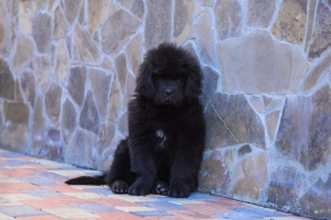 Photo №2 to announcement № 4394 for the sale of newfoundland dog - buy in Ukraine breeder