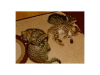 Photo №2 to announcement № 58177 for the sale of savannah cat - buy in Poland private announcement