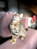 Photo №4. I will sell bengal cat in the city of Minsk. from nursery, breeder - price - 400$
