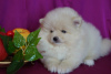 Photo №2 to announcement № 41069 for the sale of pomeranian - buy in Russian Federation breeder