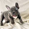 Additional photos: Beautiful Purebred French Bulldog puppies