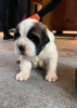 Photo №1. st. bernard - for sale in the city of Dusseldorf | Is free | Announcement № 8275