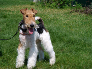 Photo №4. I will sell fox terrier in the city of Arkhangelsk. private announcement - price - 1429$