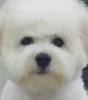 Additional photos: Bichon Frize puppy for sale