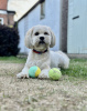 Photo №1. lhasa apso - for sale in the city of Ohio City | 500$ | Announcement № 99416
