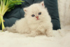 Photo №1. british longhair - for sale in the city of Dnipro | 300$ | Announcement № 51379