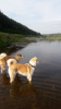 Additional photos: Akita inu puppies
