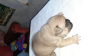 Photo №4. I will sell french bulldog in the city of Minsk. breeder - price - negotiated