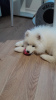Photo №1. samoyed dog - for sale in the city of Москва | 260$ | Announcement № 76358