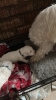 Photo №3. KC Registered Pedigree Maltese Puppys. United States