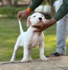 Photo №1. dogo argentino - for sale in the city of Warsaw | Is free | Announcement № 119259