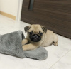 Photo №1. pug - for sale in the city of Yerevan | negotiated | Announcement № 87446