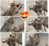 Photo №1. british shorthair - for sale in the city of Афины | Is free | Announcement № 120710