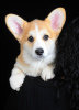 Photo №2 to announcement № 92840 for the sale of welsh corgi - buy in Ukraine breeder