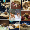 Photo №1. shiba inu - for sale in the city of Kazan | 781$ | Announcement № 45760