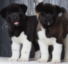Additional photos: American Akita Puppies
