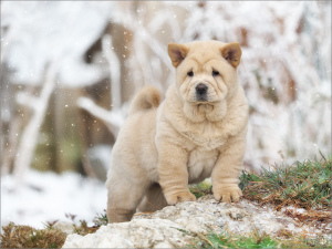 Photo №1. chow chow - for sale in the city of Samara | negotiated | Announcement № 4792